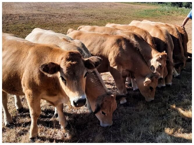 Ontdek de biologische boerderij Charouzech